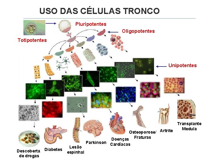 USO DAS CÉLULAS TRONCO Pluripotentes Oligopotentes Totipotentes Unipotentes Osteoporose/ Artrite Doenças Fraturas Descoberta Diabetes