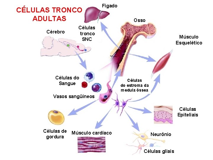 CÉLULAS TRONCO ADULTAS Cérebro Fígado Osso Células tronco SNC Células do Sangue Músculo Esquelético