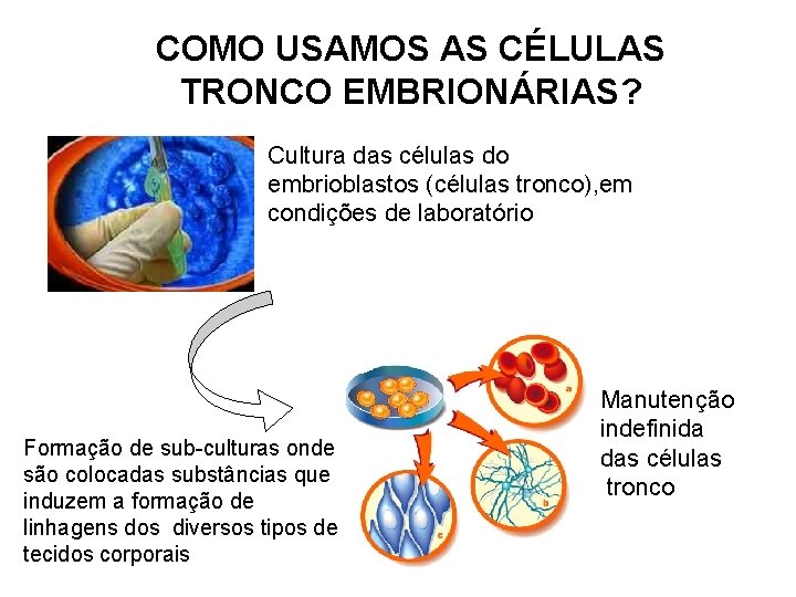 COMO USAMOS AS CÉLULAS TRONCO EMBRIONÁRIAS? Cultura das células do embrioblastos (células tronco), em