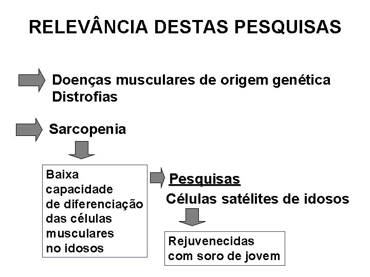 RELEV NCIA DESTAS PESQUISAS Doenças musculares de origem genética Distrofias Sarcopenia Baixa capacidade de