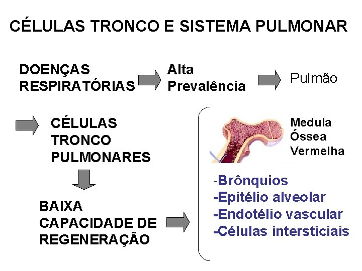 CÉLULAS TRONCO E SISTEMA PULMONAR DOENÇAS RESPIRATÓRIAS CÉLULAS TRONCO PULMONARES BAIXA CAPACIDADE DE REGENERAÇÃO