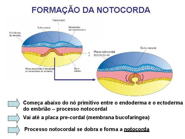 FORMAÇÃO DA NOTOCORDA Começa abaixo do nó primitivo entre o endoderma e o ectoderma