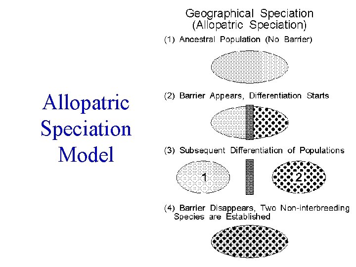 Allopatric Speciation Model 