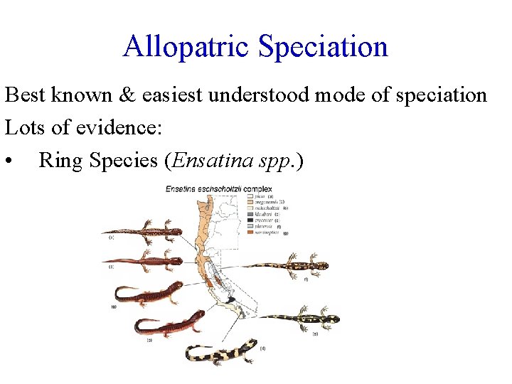 Allopatric Speciation Best known & easiest understood mode of speciation Lots of evidence: •
