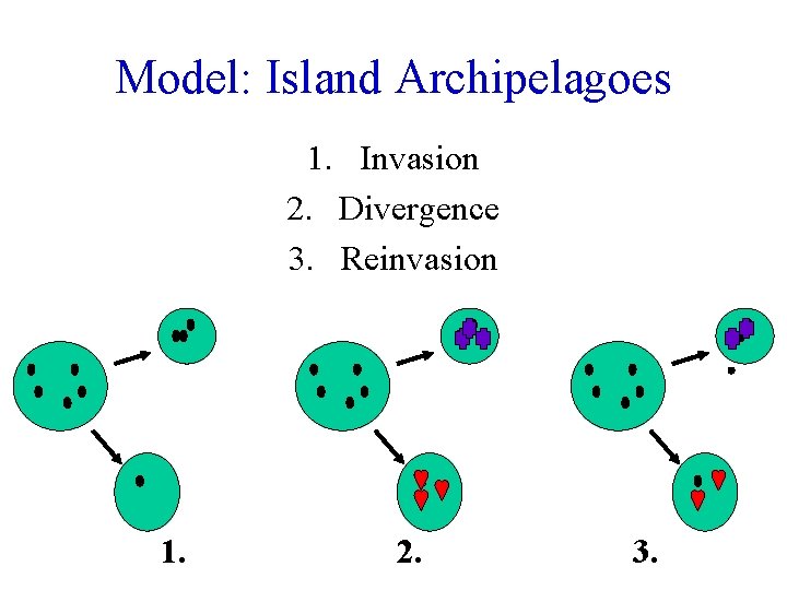 Model: Island Archipelagoes 1. Invasion 2. Divergence 3. Reinvasion 1. 2. 3. 