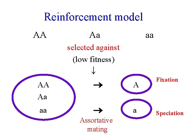 Reinforcement model AA Aa aa selected against (low fitness) AA Aa A aa a