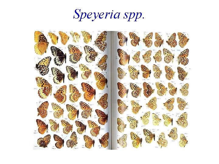 Speyeria spp. 