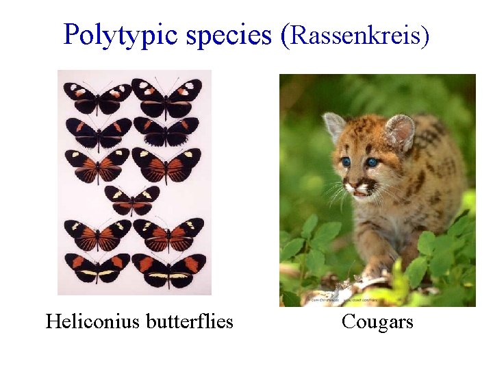 Polytypic species (Rassenkreis) Heliconius butterflies Cougars 