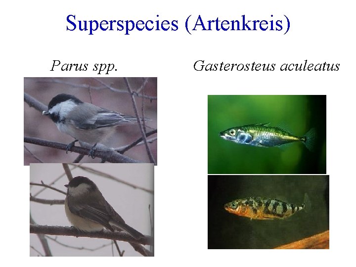 Superspecies (Artenkreis) Parus spp. Gasterosteus aculeatus 