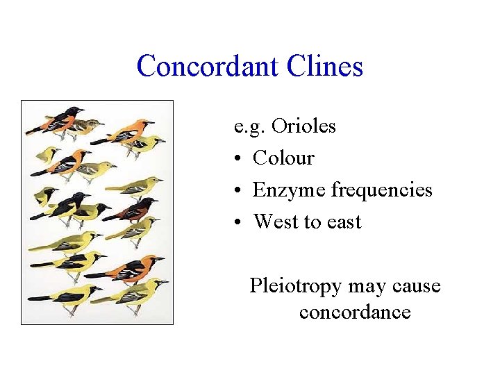 Concordant Clines e. g. Orioles • Colour • Enzyme frequencies • West to east