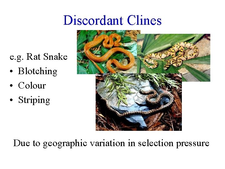 Discordant Clines e. g. Rat Snake • Blotching • Colour • Striping Due to
