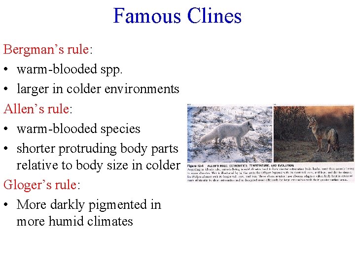 Famous Clines Bergman’s rule: • warm-blooded spp. • larger in colder environments Allen’s rule:
