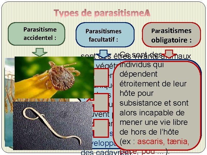 Parasitisme accidentel : Certains animaux Parasites libres, comme les temporaires myriapodes (mille – pattes),