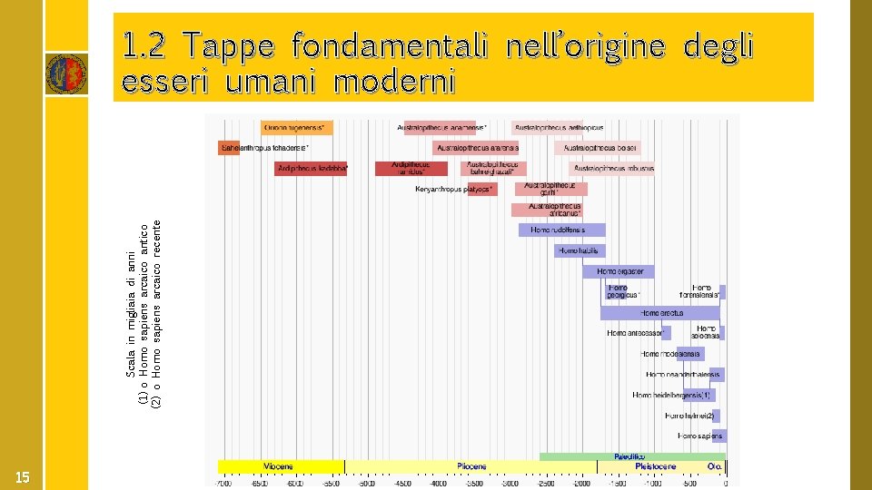 Scala in migliaia di anni (1) o Homo sapiens arcaico antico (2) o Homo