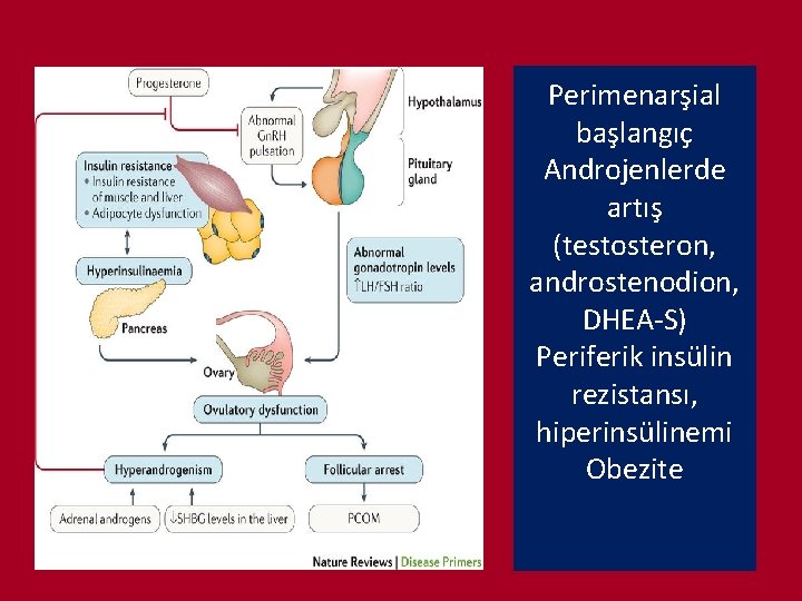 Perimenarşial başlangıç Androjenlerde artış (testosteron, androstenodion, DHEA-S) Periferik insülin rezistansı, hiperinsülinemi Obezite 