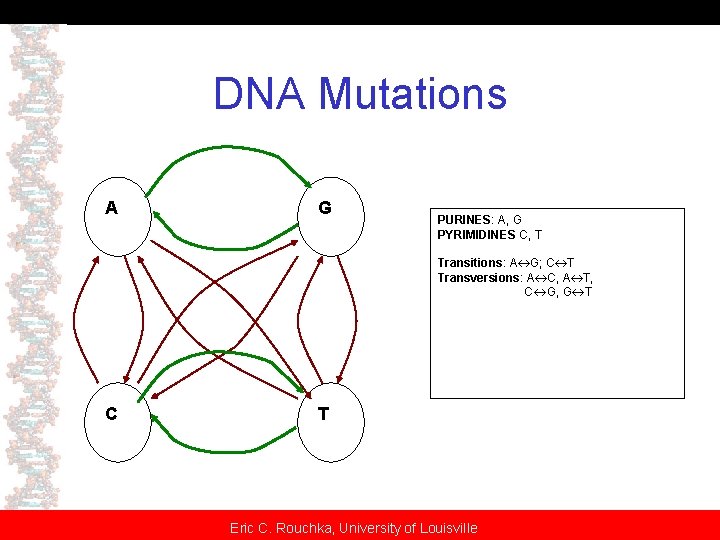 DNA Mutations A G PURINES: A, G PYRIMIDINES C, T Transitions: A G; C