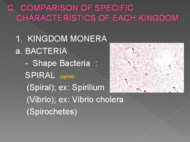 C. COMPARISON OF SPECIFIC CHARACTERISTICS OF EACH KINGDOM 1. KINGDOM MONERA a. BACTERIA -