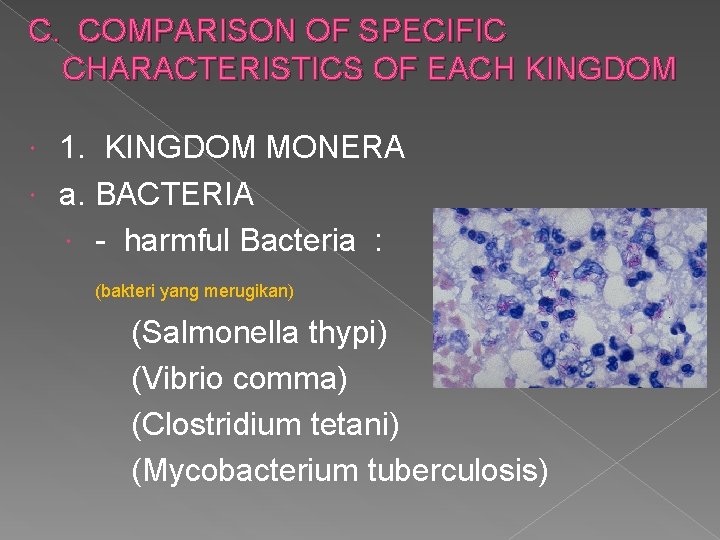 C. COMPARISON OF SPECIFIC CHARACTERISTICS OF EACH KINGDOM 1. KINGDOM MONERA a. BACTERIA -