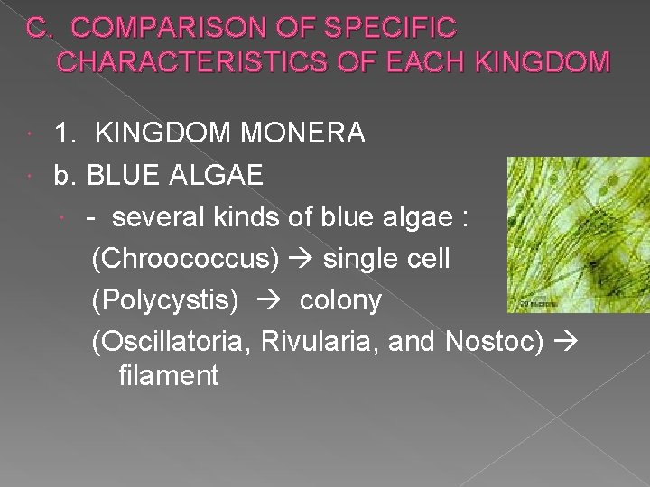 C. COMPARISON OF SPECIFIC CHARACTERISTICS OF EACH KINGDOM 1. KINGDOM MONERA b. BLUE ALGAE