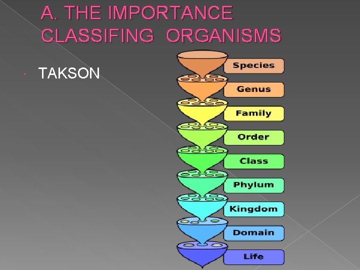 A. THE IMPORTANCE CLASSIFING ORGANISMS TAKSON 