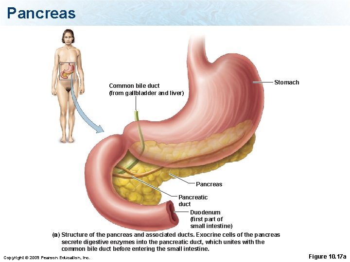 Pancreas Stomach Common bile duct (from gallbladder and liver) Pancreas Pancreatic duct Duodenum (first