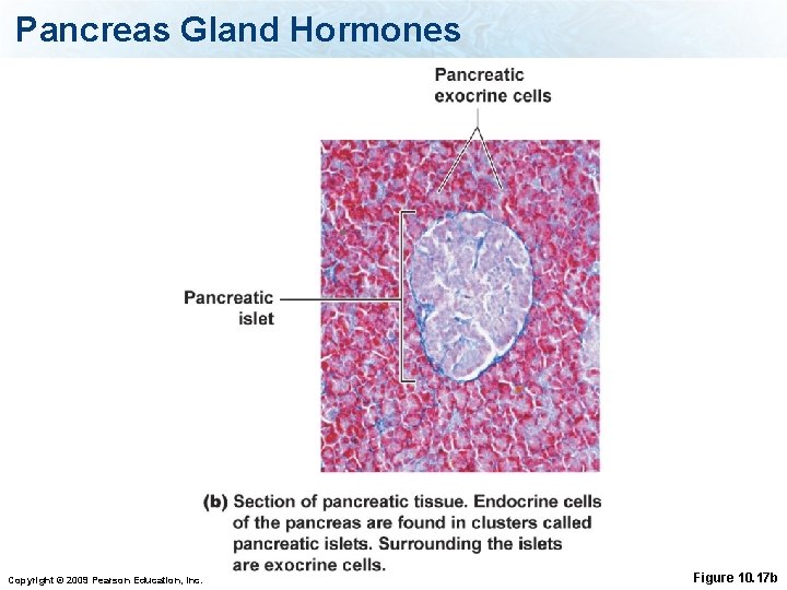 Pancreas Gland Hormones Copyright © 2009 Pearson Education, Inc. Figure 10. 17 b 