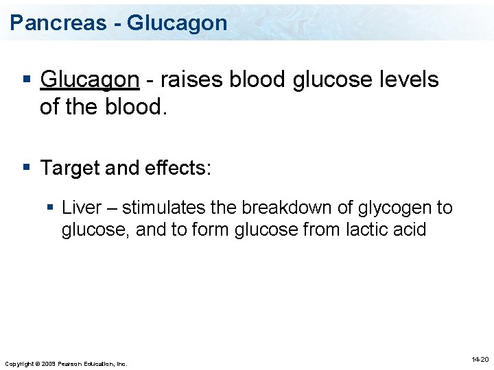 Pancreas - Glucagon § Glucagon - raises blood glucose levels of the blood. §