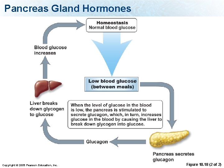 Pancreas Gland Hormones Copyright © 2009 Pearson Education, Inc. Figure 10. 18 (2 of