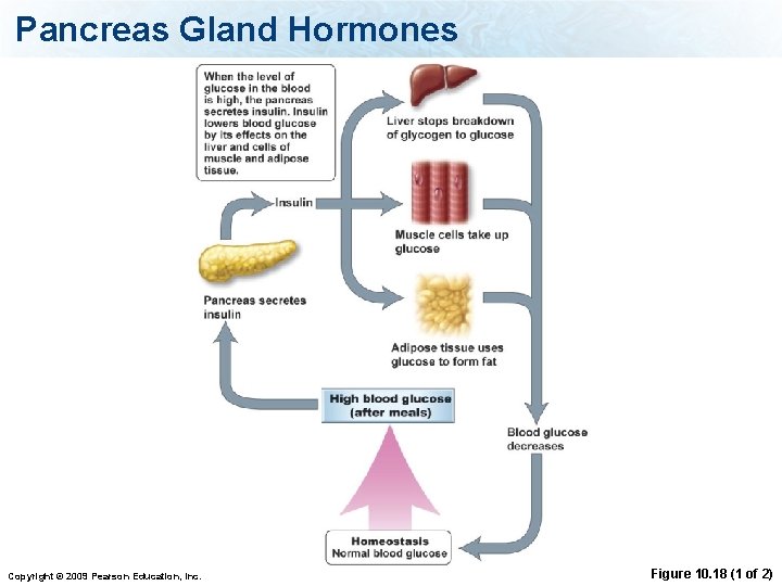 Pancreas Gland Hormones Copyright © 2009 Pearson Education, Inc. Figure 10. 18 (1 of