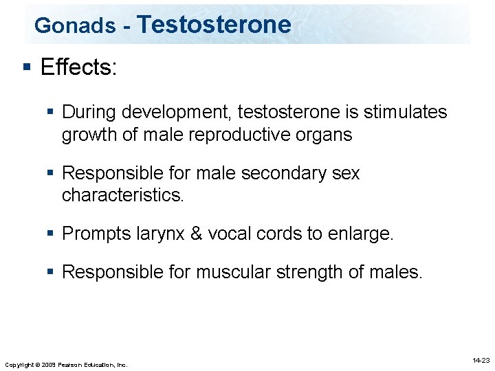 Gonads - Testosterone § Effects: § During development, testosterone is stimulates growth of male