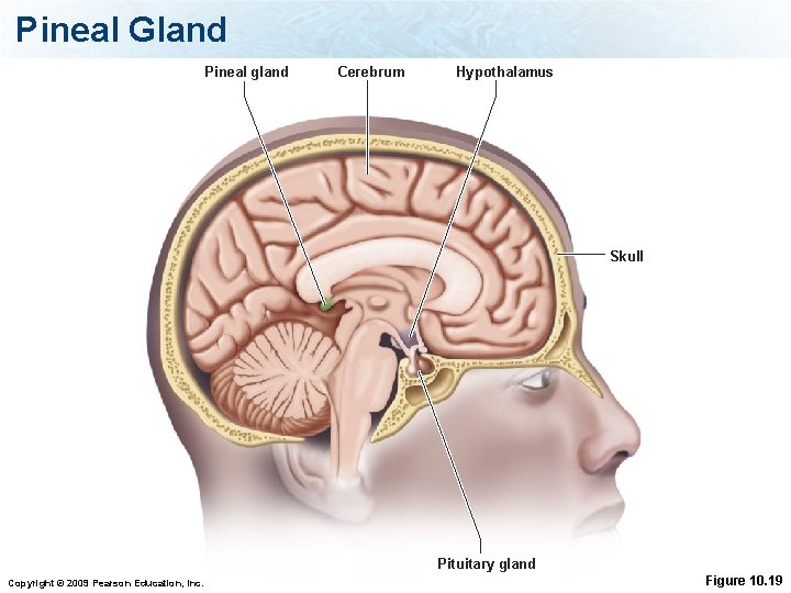 Pineal Gland Pineal gland Cerebrum Hypothalamus Skull Pituitary gland Copyright © 2009 Pearson Education,