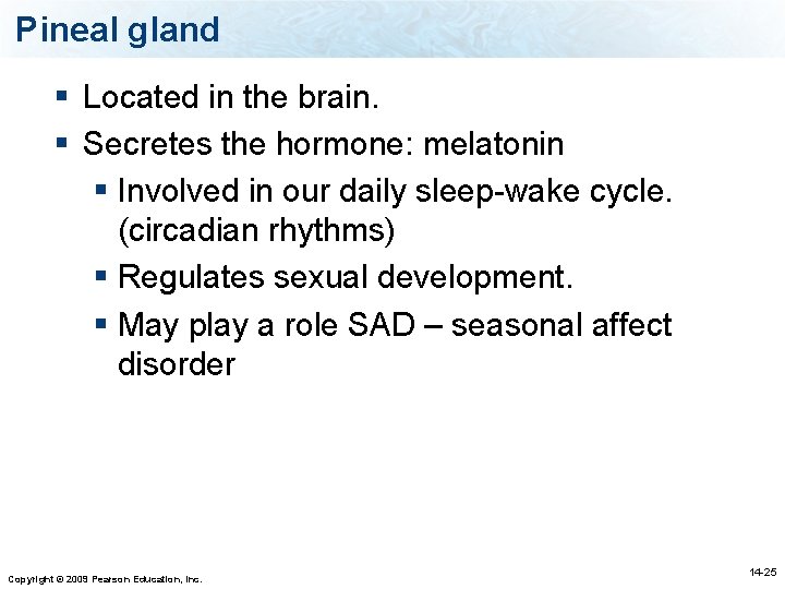 Pineal gland § Located in the brain. § Secretes the hormone: melatonin § Involved