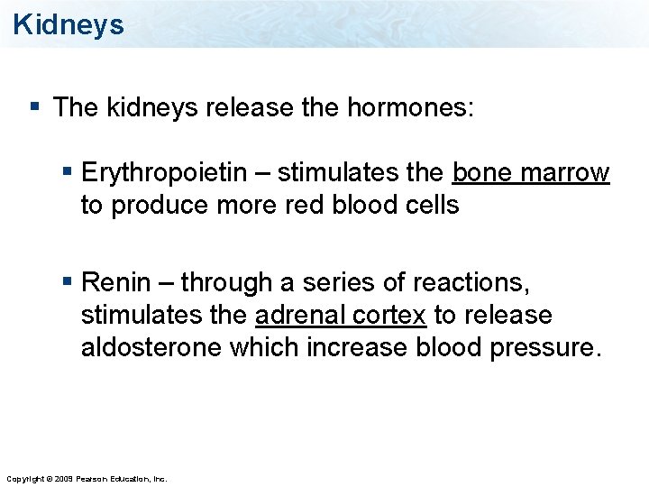 Kidneys § The kidneys release the hormones: § Erythropoietin – stimulates the bone marrow