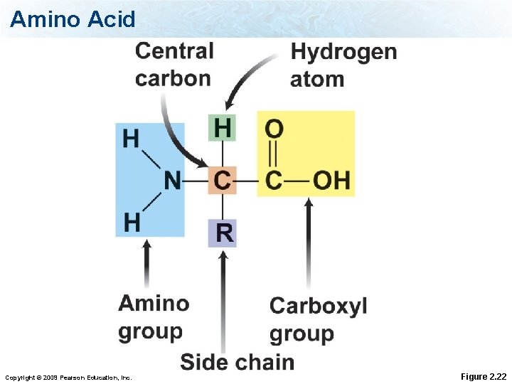 Amino Acid Copyright © 2009 Pearson Education, Inc. Figure 2. 22 