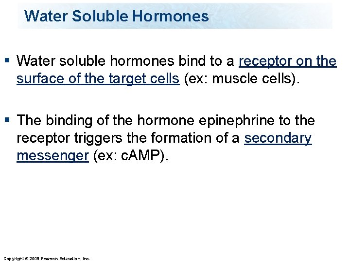 Water Soluble Hormones § Water soluble hormones bind to a receptor on the surface