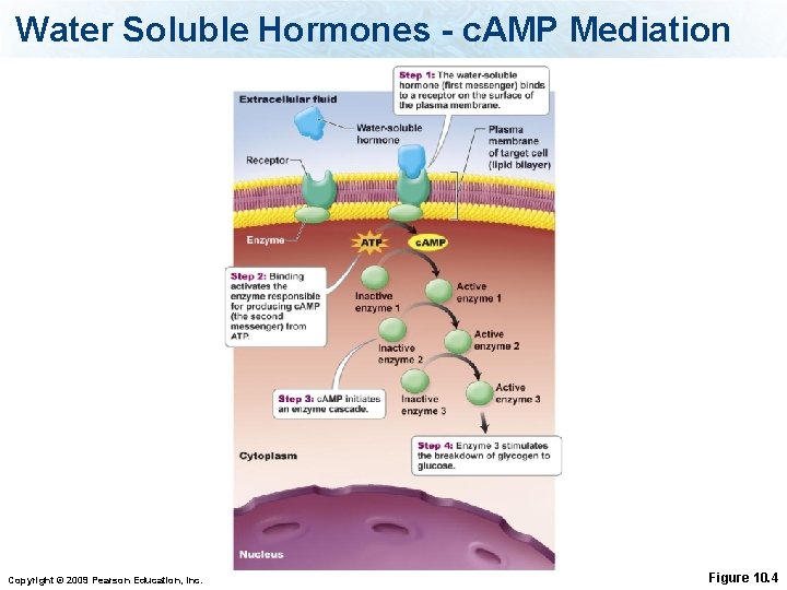 Water Soluble Hormones - c. AMP Mediation Copyright © 2009 Pearson Education, Inc. Figure