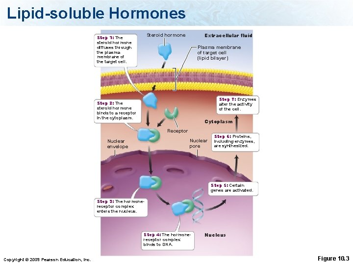 Lipid-soluble Hormones Extracellular fluid Steroid hormone Step 1: The steroid hormone diffuses through the