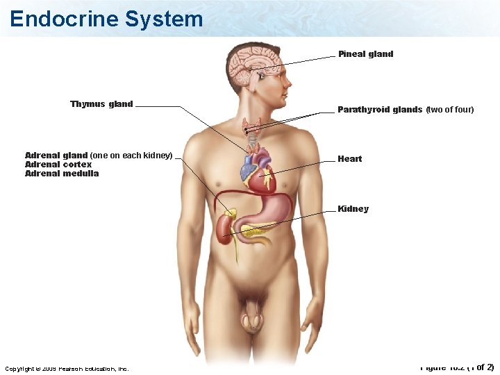 Endocrine System Pineal gland Thymus gland Adrenal gland (one on each kidney) Adrenal cortex