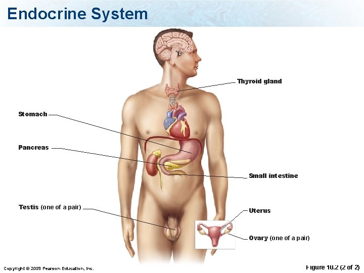 Endocrine System Thyroid gland Stomach Pancreas Small intestine Testis (one of a pair) Uterus