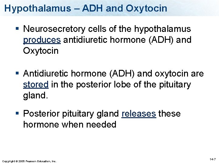 Hypothalamus – ADH and Oxytocin § Neurosecretory cells of the hypothalamus produces antidiuretic hormone