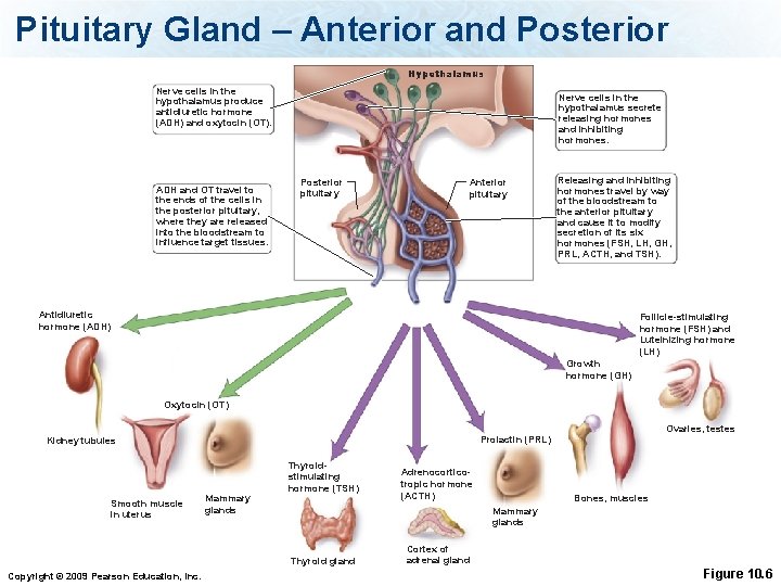 Pituitary Gland – Anterior and Posterior Hypothalamus Nerve cells in the hypothalamus produce antidiuretic