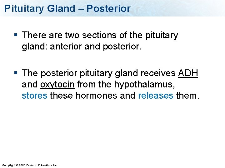 Pituitary Gland – Posterior § There are two sections of the pituitary gland: anterior