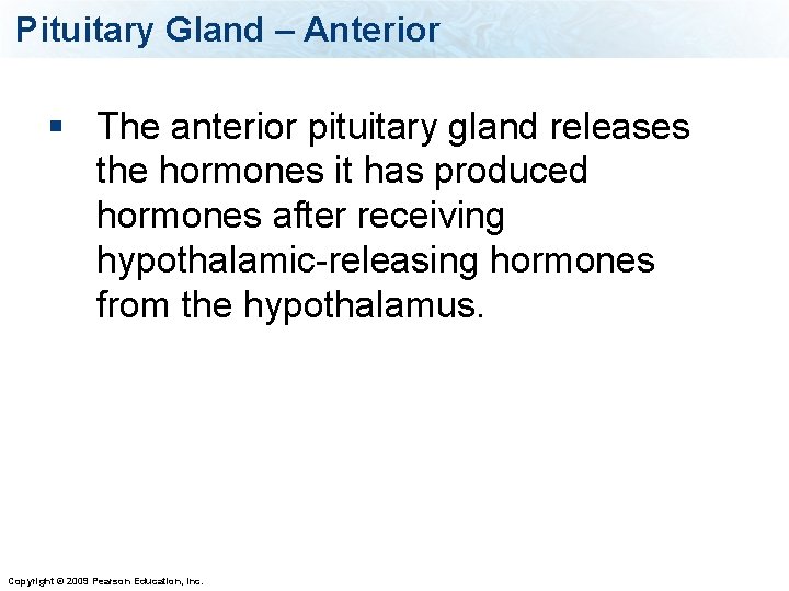 Pituitary Gland – Anterior § The anterior pituitary gland releases the hormones it has