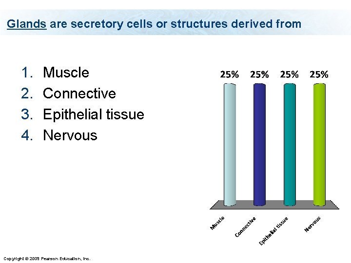 Glands are secretory cells or structures derived from 1. 2. 3. 4. Muscle Connective