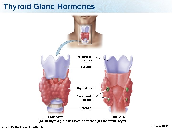Thyroid Gland Hormones Opening to trachea Larynx Thyroid gland Parathyroid glands Trachea Back view