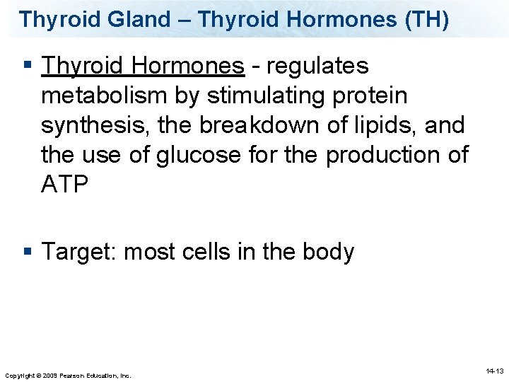 Thyroid Gland – Thyroid Hormones (TH) § Thyroid Hormones - regulates metabolism by stimulating