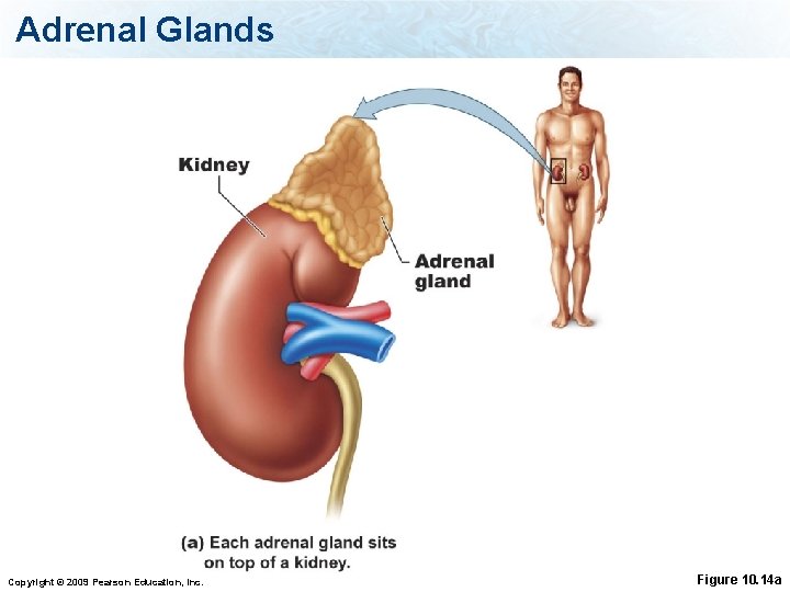 Adrenal Glands Copyright © 2009 Pearson Education, Inc. Figure 10. 14 a 