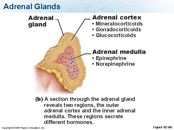 Adrenal Glands Adrenal gland Adrenal cortex • Mineralocorticoids • Gonadocorticoids • Glucocorticoids Adrenal medulla