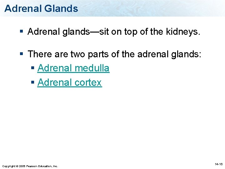 Adrenal Glands § Adrenal glands—sit on top of the kidneys. § There are two