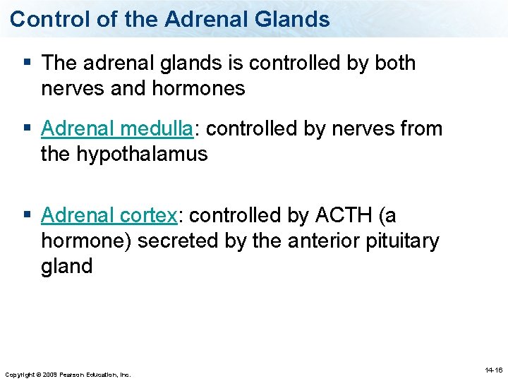 Control of the Adrenal Glands § The adrenal glands is controlled by both nerves